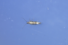 Chrysorthenches drosochalca