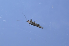 Chrysorthenches drosochalca