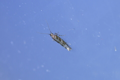 Chrysorthenches drosochalca