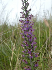 Brachycorythis pubescens