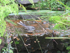 Rhipidura albiscapa