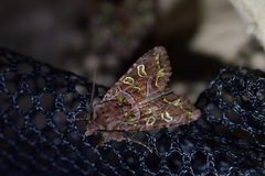 Ichneutica chlorodonta