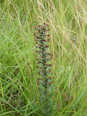 Brachycorythis pubescens