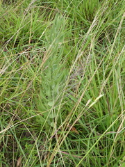 Brachycorythis pubescens