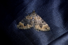 Hydriomena hemizona
