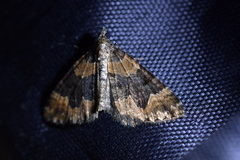 Hydriomena hemizona