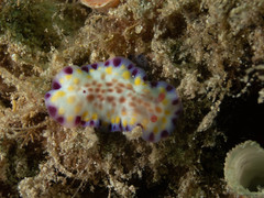 Goniobranchus aureopurpureus