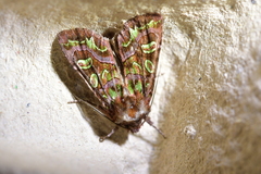 Ichneutica chlorodonta