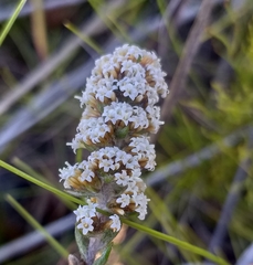 Stoebe phyllostachya