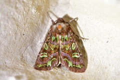 Ichneutica chlorodonta