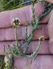 Stoebe phyllostachya