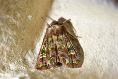 Ichneutica chlorodonta