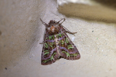 Ichneutica chlorodonta