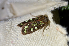 Ichneutica chlorodonta