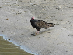 Cathartes aura septentrionalis