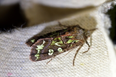 Ichneutica chlorodonta