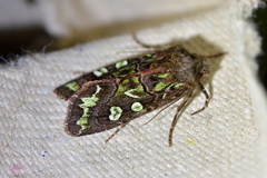 Ichneutica chlorodonta