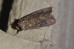 Ichneutica mustulenta