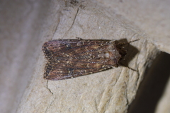 Ichneutica mustulenta