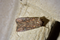 Ichneutica mustulenta