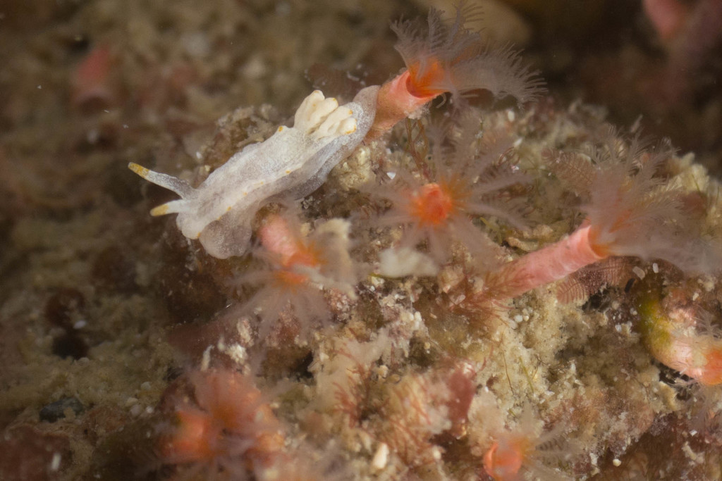 Longhorn Pump Dorid