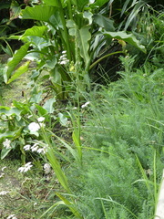 Habenaria attenuata