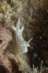 Goniodoridella savignyi