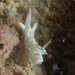 Goniodoridella savignyi