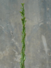Habenaria attenuata