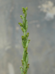 Habenaria attenuata