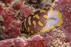 Halgerda theobroma