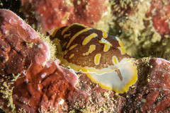 Halgerda theobroma