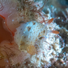 Hypselodoris rudmani
