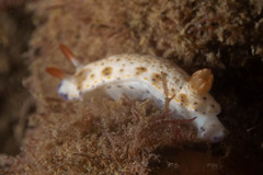 Hypselodoris rudmani