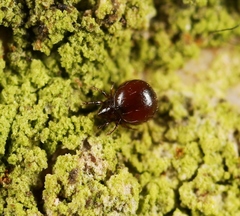 Phauloppia lucorum