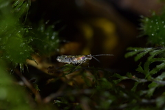 Chrysorthenches drosochalca