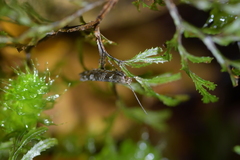 Chrysorthenches drosochalca