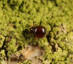 Phauloppia lucorum