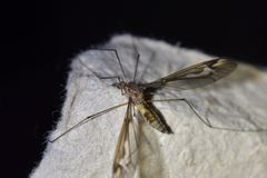 Leptotarsus lunatus