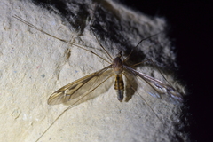 Leptotarsus lunatus
