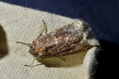 Ichneutica mustulenta