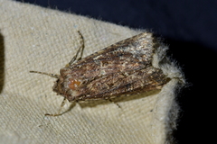 Ichneutica mustulenta