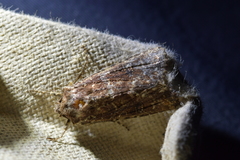 Ichneutica mustulenta