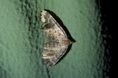 Hydriomena hemizona