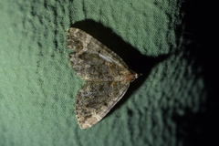 Hydriomena hemizona