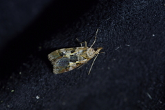 Eudonia characta