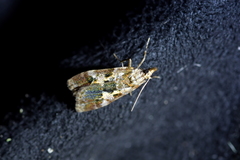 Eudonia characta