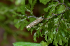 Thiotricha tetraphala