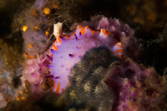 Mexichromis macropus