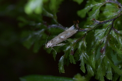 Thiotricha tetraphala